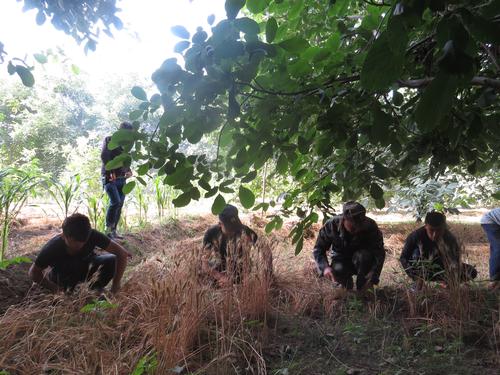 图1.6月18日，库木勒村志愿服务队帮助困难农户收割小麦